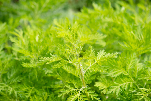 istock Artemisia tansy green leaves 1401172197