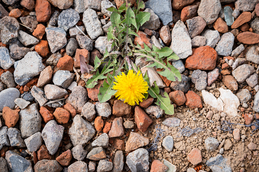Dandelion grows and blooms in gravel