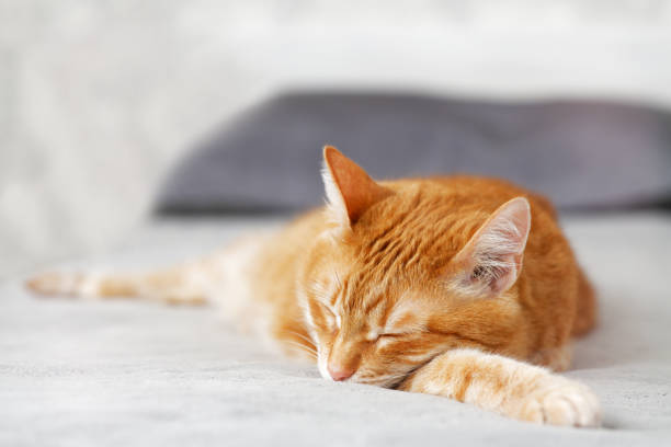 istock Ginger cat lying on the bed and sleep. Shallow focus. 1401172255