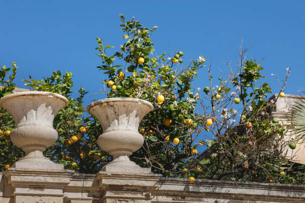 istock Lemon trees at Duomo Square in Ortygia Island, Syracuse, Sicily 1401172510