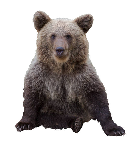 istock Brown young isolated bear on white background 1401173731
