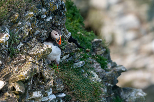 istock Atlantic Puffin, fratercula arctica, perched on a cliff edge 1401173823
