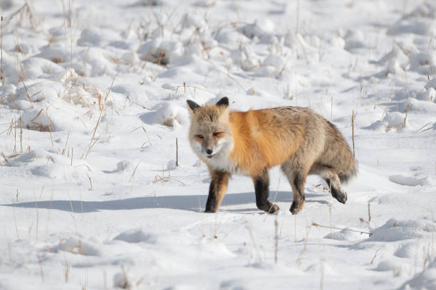 istock Red Fox walking toward camera hunting for mice or voles 1401174686