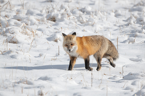 Red Fox walking toward camera hunting for mice or voles in Yellowstone National Park in Wyoming, Near Montana in the northwest USA.