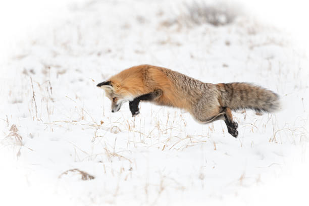 istock Red Fox hunting and jumping for mice or voles 1401174872