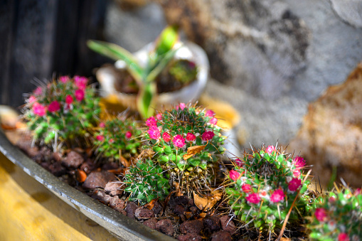 Miniature succulent plants in a long pot