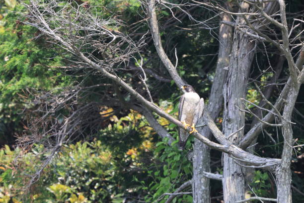 istock Peregrine Falcon  in Japan 1401175154