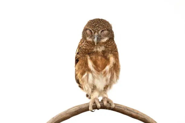 Photo of Little owl caught on a branch on isolated white background. The lucky owl for the new year. Burrowing owl. The large yellow owl eyes. Animal, Wildlife, Birds, Poultry.