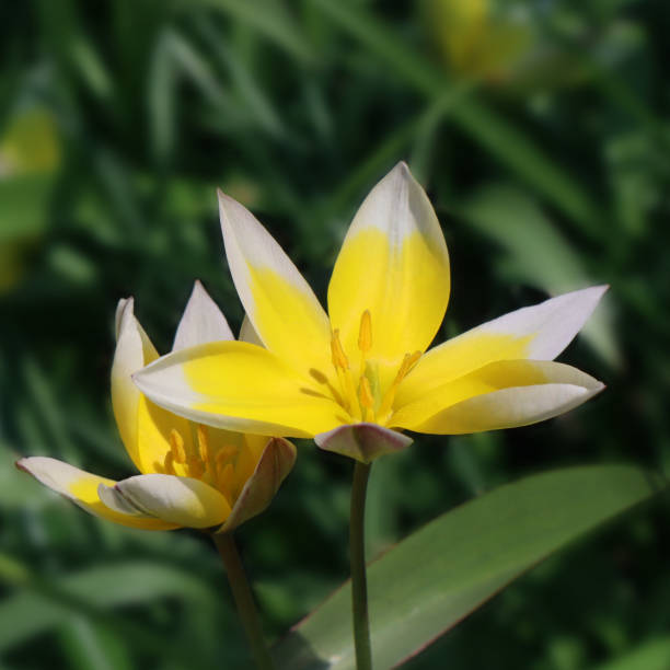Yellow tulip flowers in the garden. Tulipa urumiensis. Tulipa tarda. Yellow tulip flowers in the garden. Tulipa urumiensis. Tulipa tarda. tulipa tarda stock pictures, royalty-free photos & images