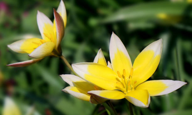 Yellow tulip flowers in the garden. Tulipa urumiensis. Tulipa tarda. Yellow tulip flowers in the garden. Tulipa urumiensis. Tulipa tarda. tulipa tarda stock pictures, royalty-free photos & images