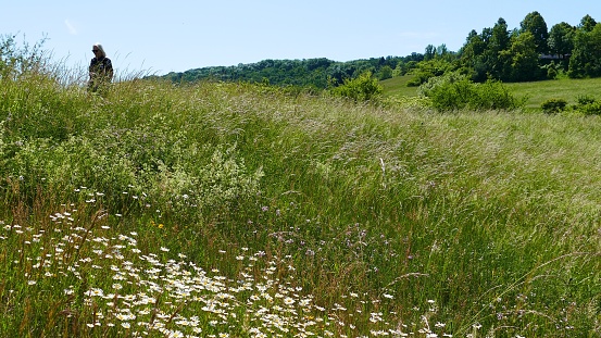 A female person in hilly landscape between blooming flowers and grasses