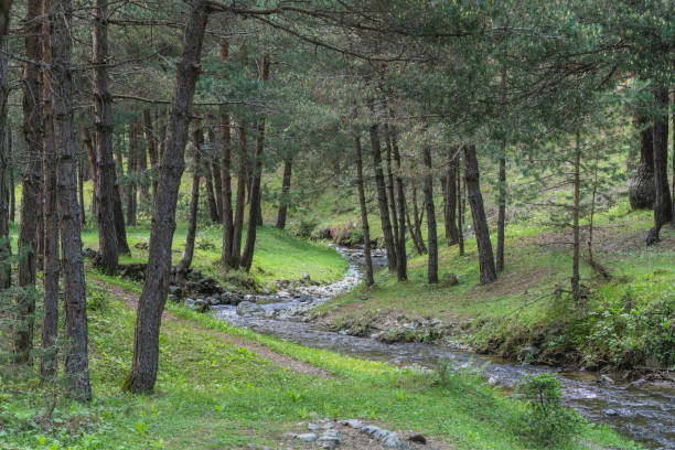 view of the stream flowing through the forest. Taken with a full-frame camera in sunny weather.