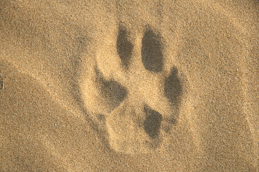 Footprint of dog on the ground in the sand. Dog paw print in the sand of a beach.