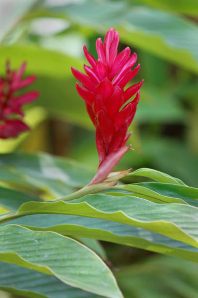 istock flower for tropical climate garden decoration 1401176434