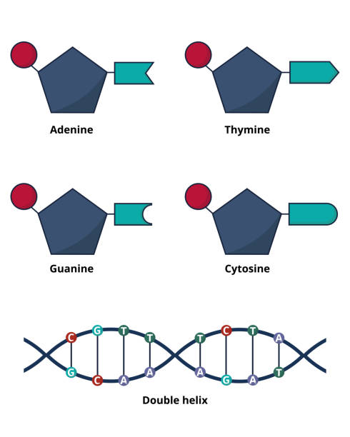 DNA structure General concept of DNA structure. DNA nucleotids as bases: adenine, cytosine, guanine and thymine. dna nucleotide stock illustrations