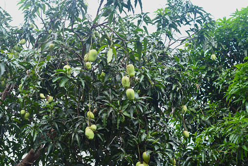 Growing green mango tree in Vietnam