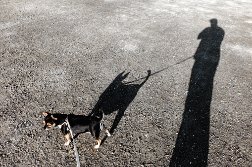 A small dog next to its shadow and that of a person