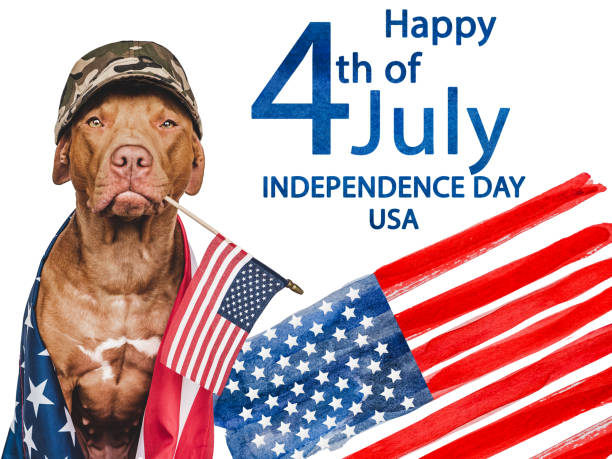 adorable, encantador cachorro marrón y bandera americana - 11310 fotografías e imágenes de stock