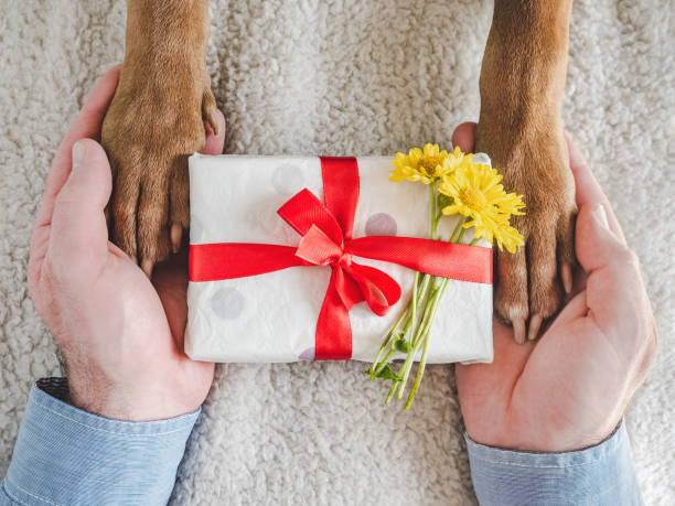 istock Dog paws, male hands and gift box 1401177671