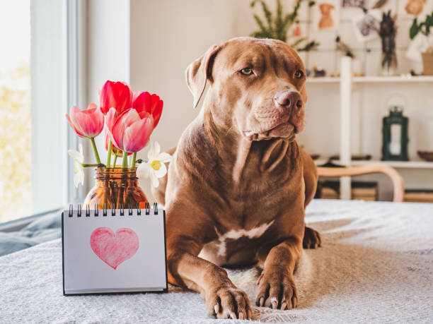 istock Charming, loveable brown puppy, notepad and painted heart 1401177692