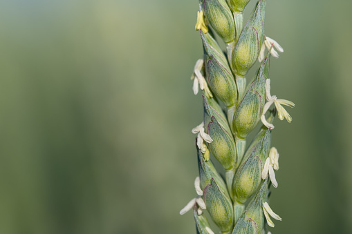 Close-up and detail shot of a green ear of wheat with yellow flowers hanging from it. The background is green with space for text.