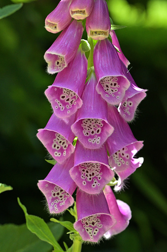 Foxglove in bloom at the height of spring