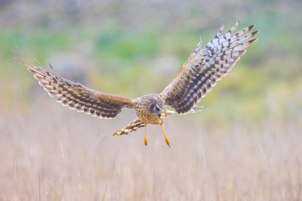 istock Hen harrier Circus cyaneus hunting 1401178732