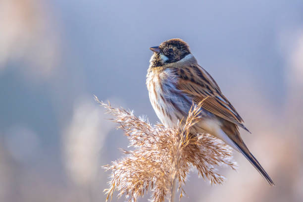 Singing common reed bunting, Emberiza schoeniclus, bird in the reeds on a windy day A common reed bunting Emberiza schoeniclus sings a song on a reed plume Phragmites australis. The reed beds waving due to strong winds in Spring season on a cloudy day. marsh warbler stock pictures, royalty-free photos & images