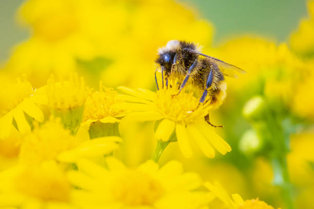 istock Closeup of a red-tailed bumblebee, Bombus lapidarius, feeding 1401178759