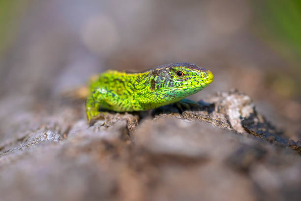 istock Sand lizard, Lacerta agilis, green male 1401178764