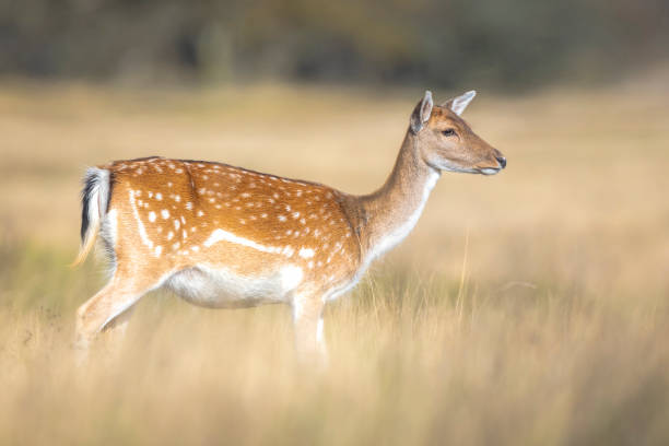 istock Female fallow deer doe or hind, Dama Dama 1401178785