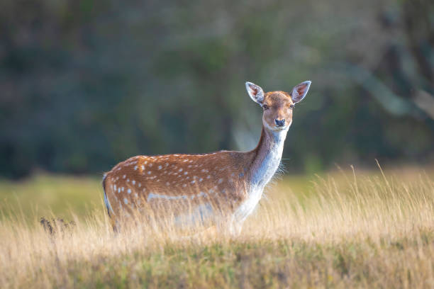 istock Fallow deer fawn Dama Dama in Autumn 1401178798