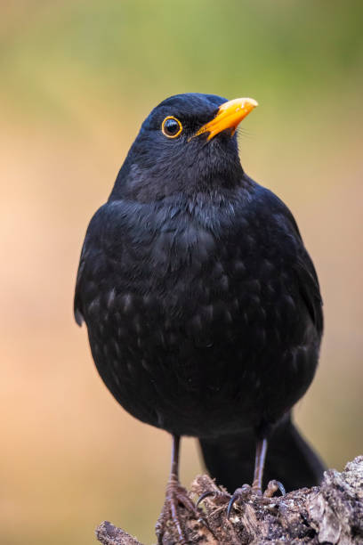istock Male Blackbird, turdus merula, singing in a tree 1401178810
