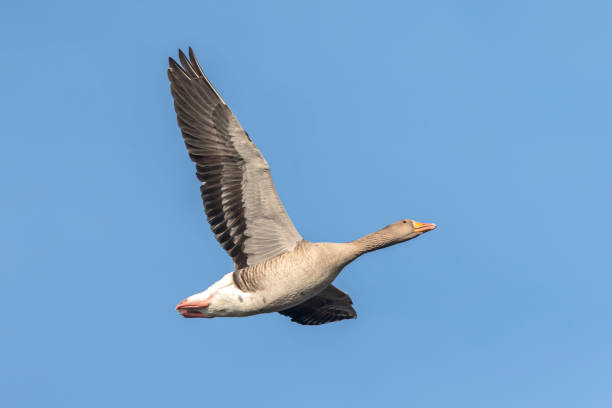 istock Greylag goose, Anser Anser, in flight migrating 1401178828