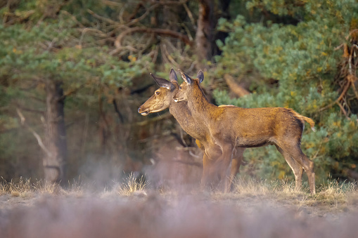 Red deer young cervus elaphus, in Autumn season. The Autumn fog and nature colors are clearly visible on the background.