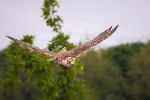 Saker falcon, Falco cherrug, in flight hunting and diving Saker falcon, Falco cherrug, in flight hunting and diving in a forest saker stock pictures, royalty-free photos & images