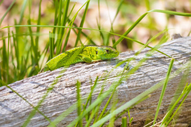 Sand lizard, Lacerta agilis, green male. Heating in the sun, resting on wood in a forest
