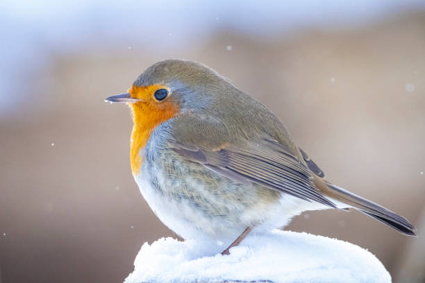 istock European robin bird Erithacus rubecula foraging in snow, cold Winter setting. 1401178872