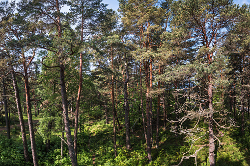 Large, shady spruce trees or Picea abies stand against a bright-blue summer sky, defining the edge of a managed coniferous European forest. Some scrub grows in between the large conifers while a short-cut green field is visible in the foreground.