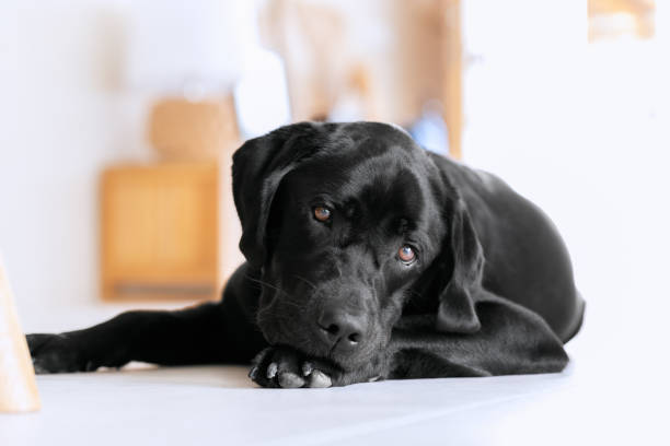 istock Young black labrador is resting on the white cool floor in a mediterranean villa 1401182878