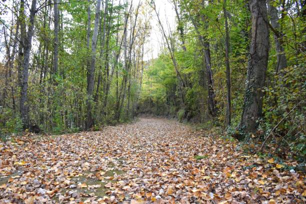 istock Mountain landscape in forest and rural road. 1401184749