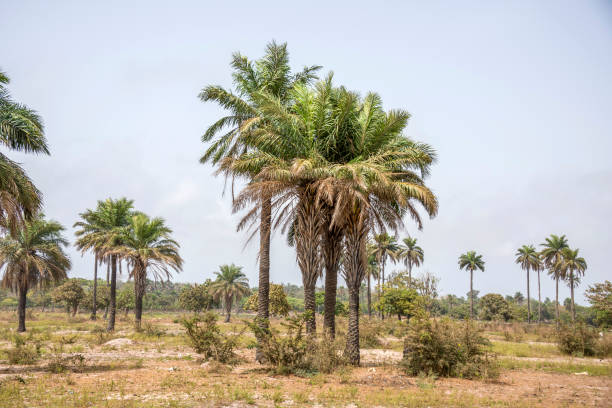 Landscape with palm trees on the coast of Sanyang in The Gambia