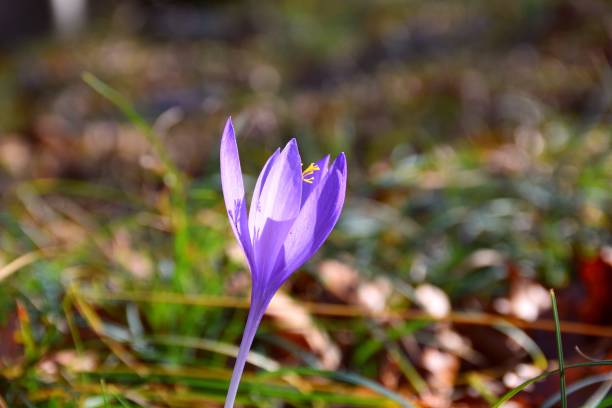istock Side view of wild Crocus nudiflorus. 1401191079