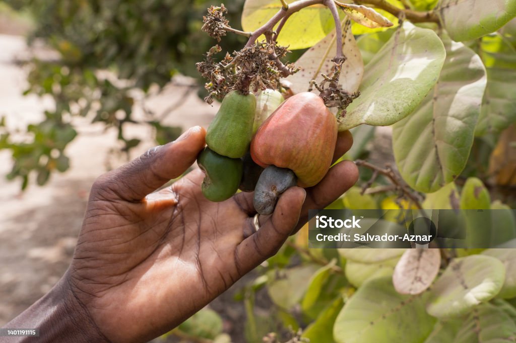 Picking cashew fruit in The Gambia Farmer's hand picking cashew fruit in The Gambia Cashew Stock Photo