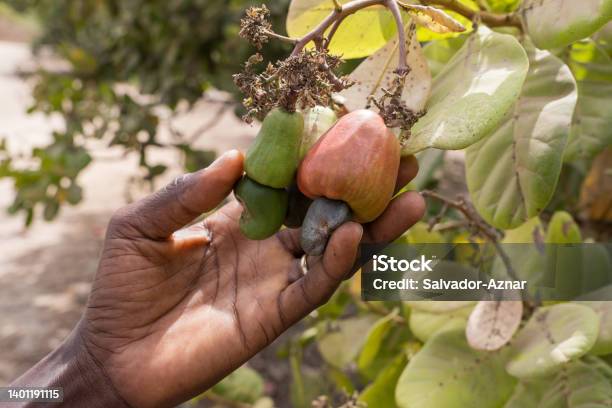 Picking Cashew Fruit In The Gambia Stock Photo - Download Image Now - Cashew, Tree, Africa