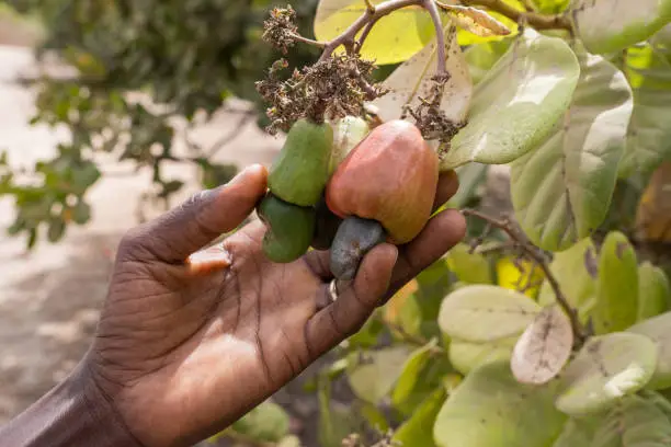 Farmer's hand picking cashew fruit in The Gambia