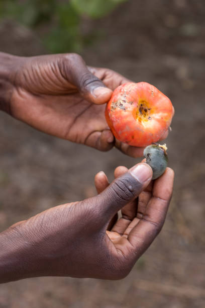 Hands and cashew fruit in The Gambia