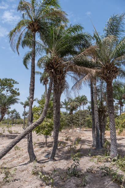 istock Palm trees in Makasutu, The Gambia 1401191125