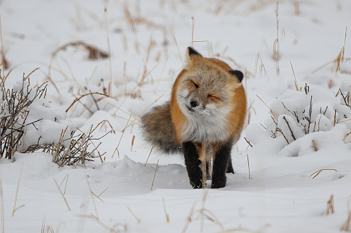 Red Fox twists head after easting a mouse in Yellowstone National Park in Wyoming of western USA.