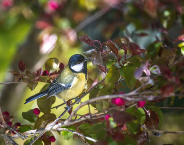 istock Great Tit bird sitting on a tree branch 1401191914